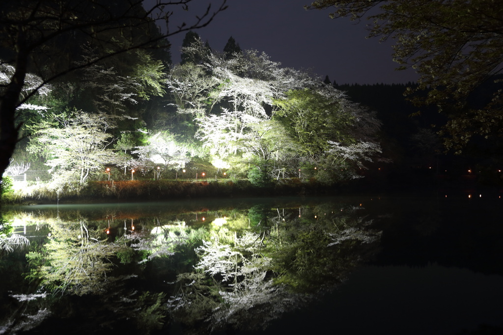 鷺舞桜（さぎまいざくら）