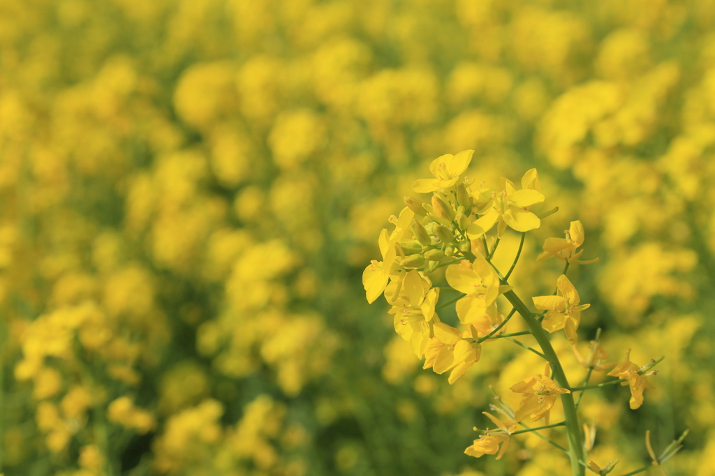 黄の群生－香る風－