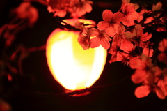 夜桜～提灯明かりに照らされて～