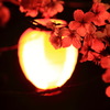 夜桜～提灯明かりに照らされて～