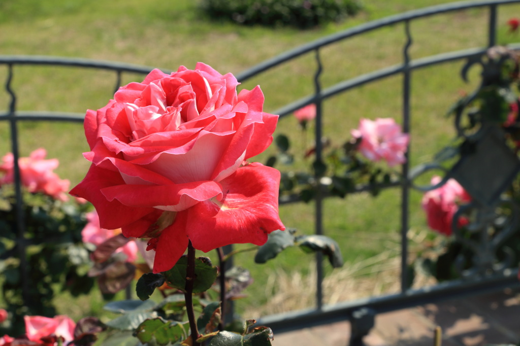 真っ赤な薔薇を母の日に…