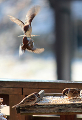 IMG_1851s_edited-3