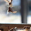 IMG_1851s_edited-3
