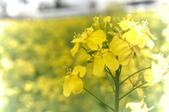 権現堂の菜の花