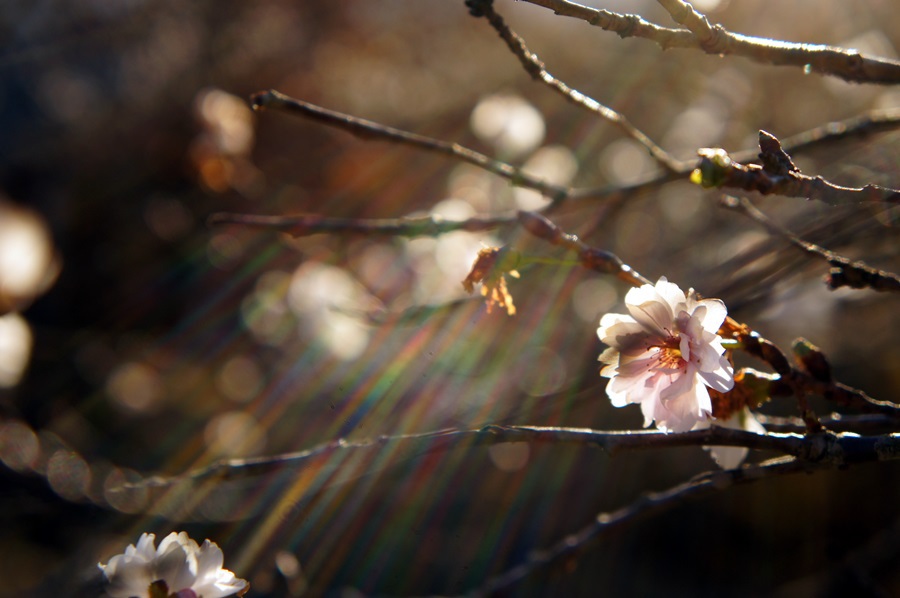 寒桜