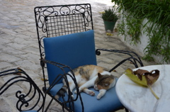 Tunisia Cat
