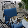 Tunisia Cat