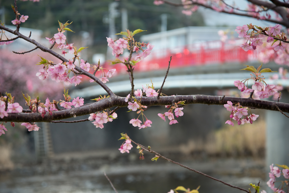 河津桜