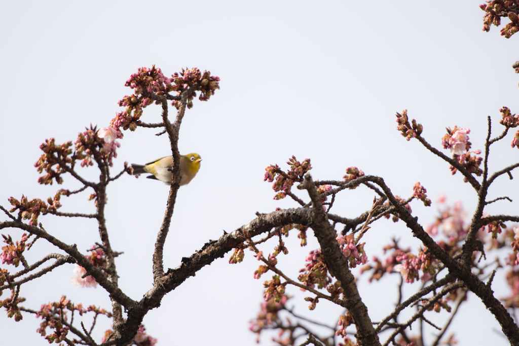 メジロと熱海桜