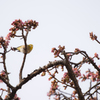 メジロと熱海桜