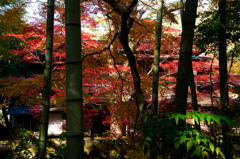 竹林から