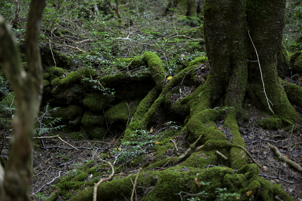 樹海の森