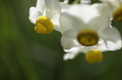 Narcissus