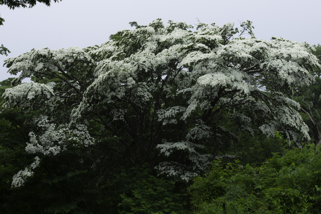 山法師