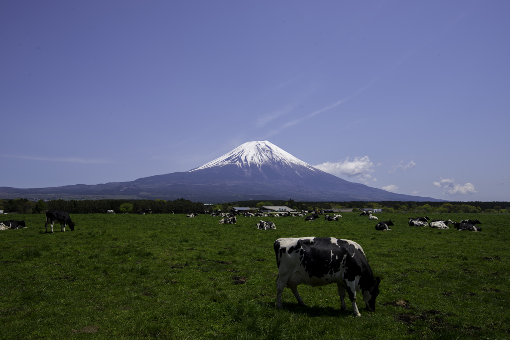朝霧高原
