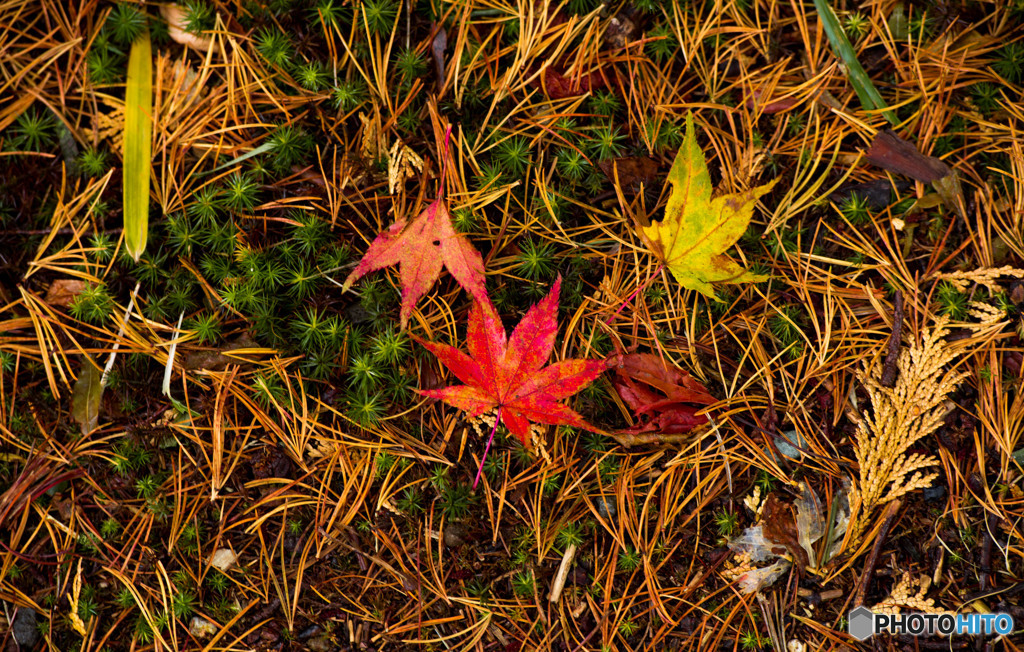 Colours