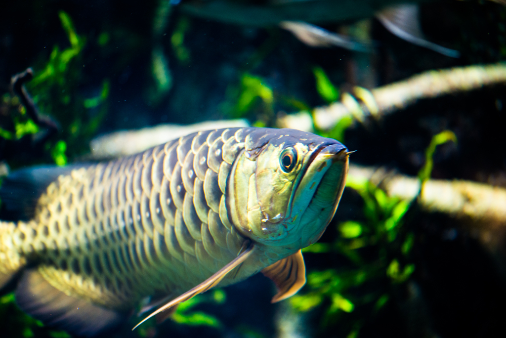 Arowana