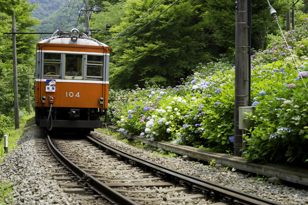 箱根登山鉄道とあじさい