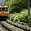 箱根登山鉄道とあじさい