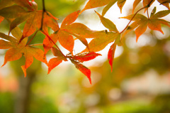 紅葉と玉ボケ