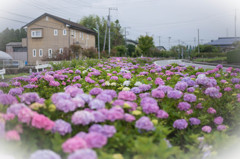 Hydrangea Street