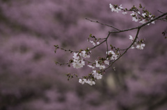 三波川冬桜