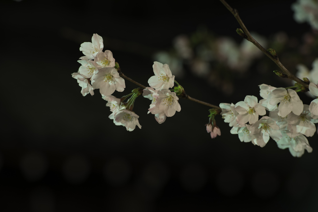 夜桜