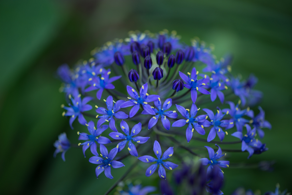 線香花火のように