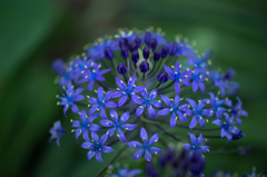 線香花火のように