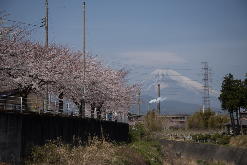 富士山と桜並木