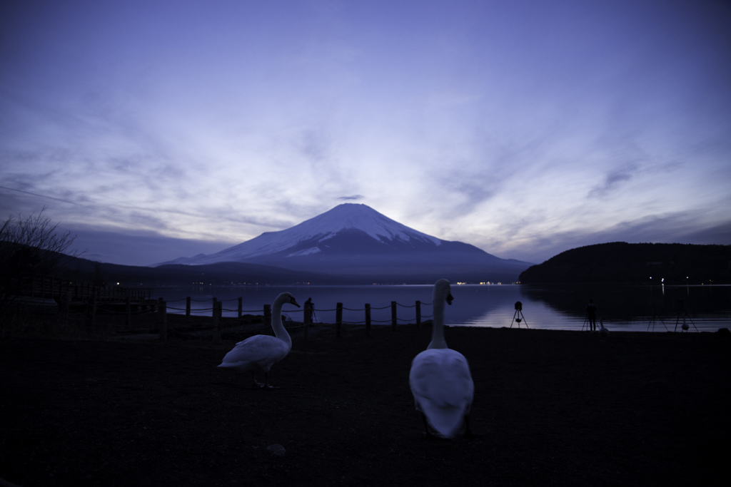 Mt. Fuji & Swans