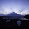 Mt. Fuji & Swans