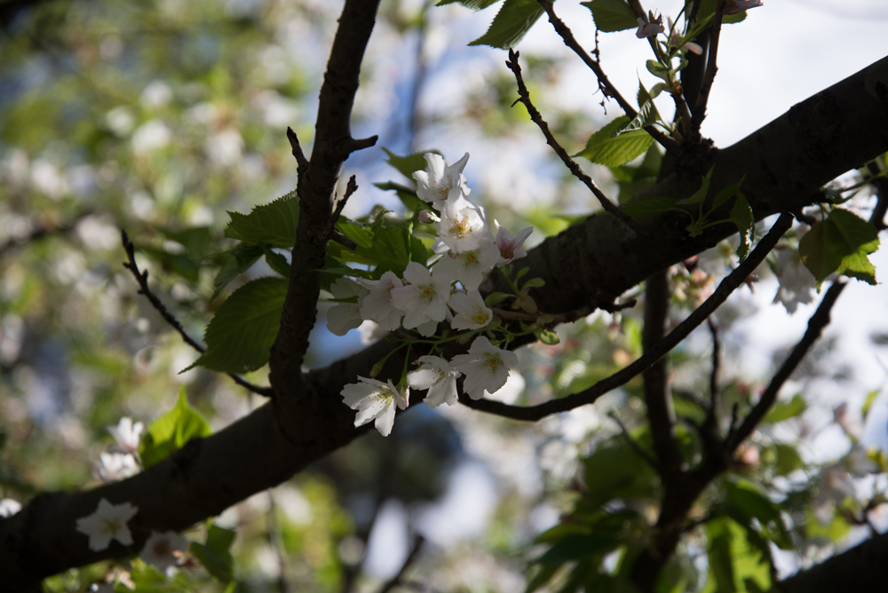 桜