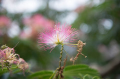 何花？
