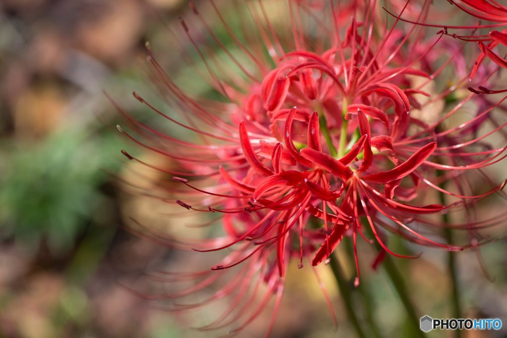 線香花火