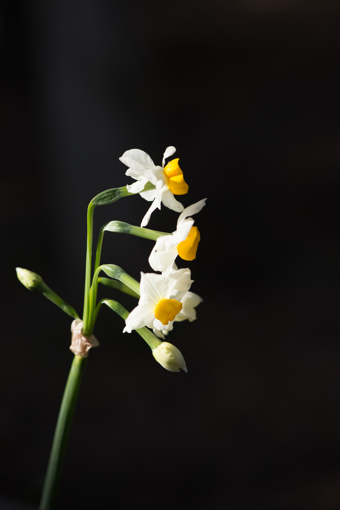 Narcissus