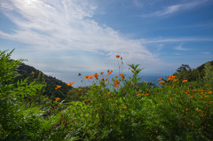 夏らしく