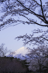 桜と富士