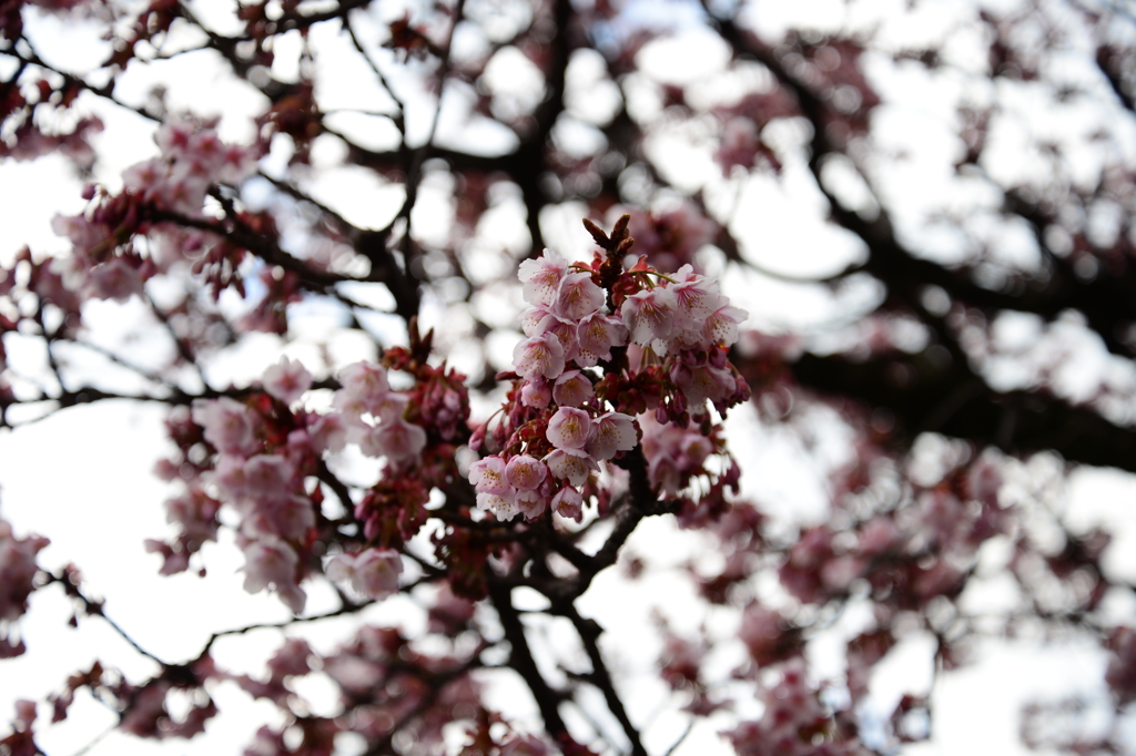 あたみ桜