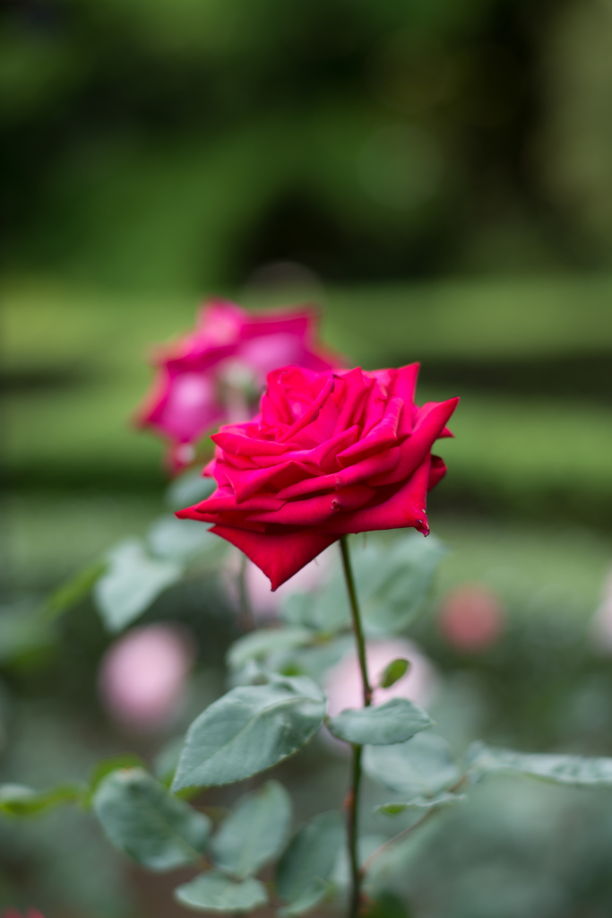 Red Rose