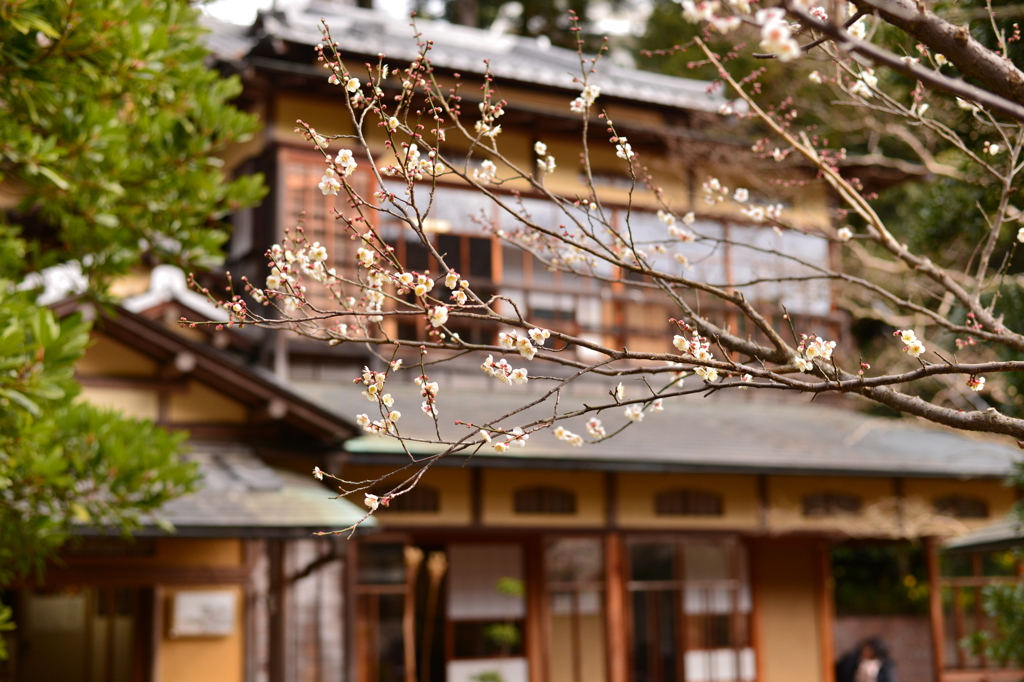一重野梅