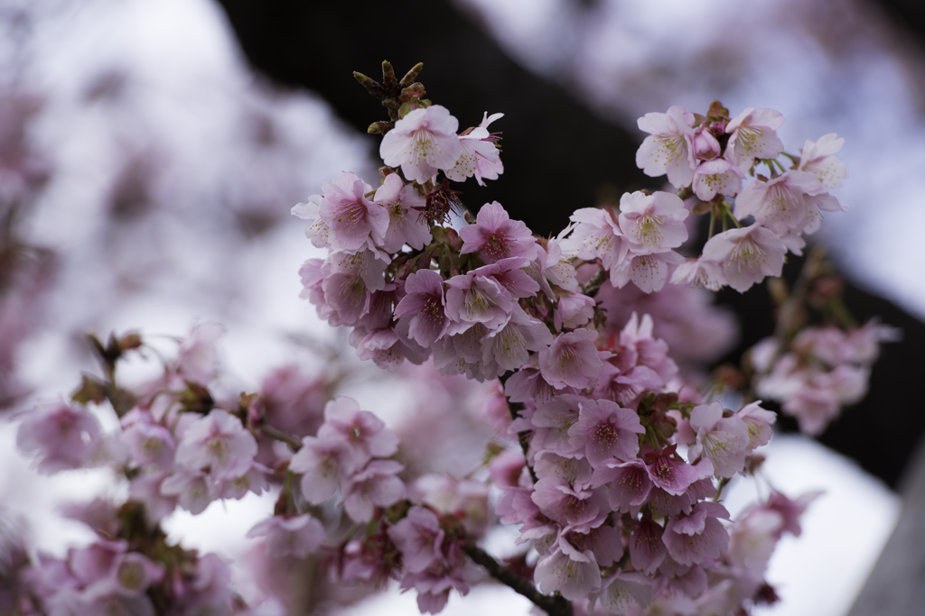 あたみ桜