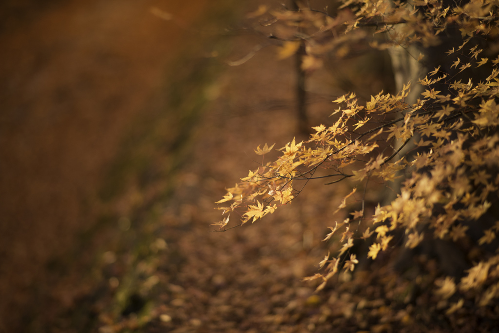 秋の散歩道