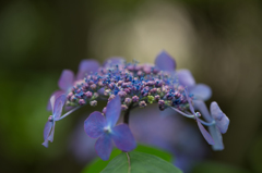 紫陽花 1