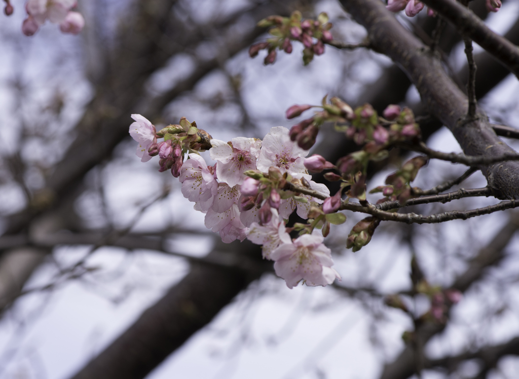 河津桜2014 in 沼津