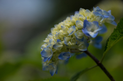 紫陽花 2