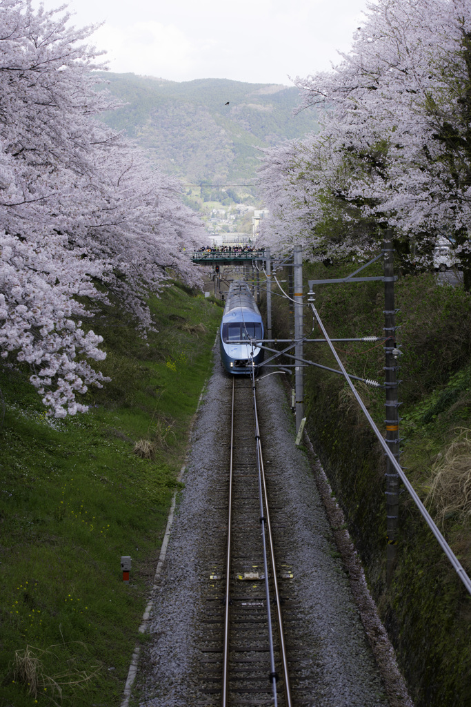 あさぎりと桜