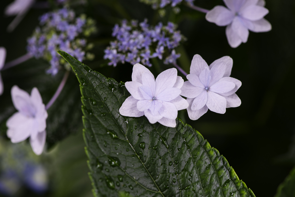 After the rain