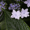After the rain