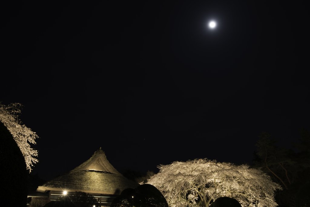 Sakura Tree & The Moon